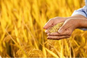 Agriculture